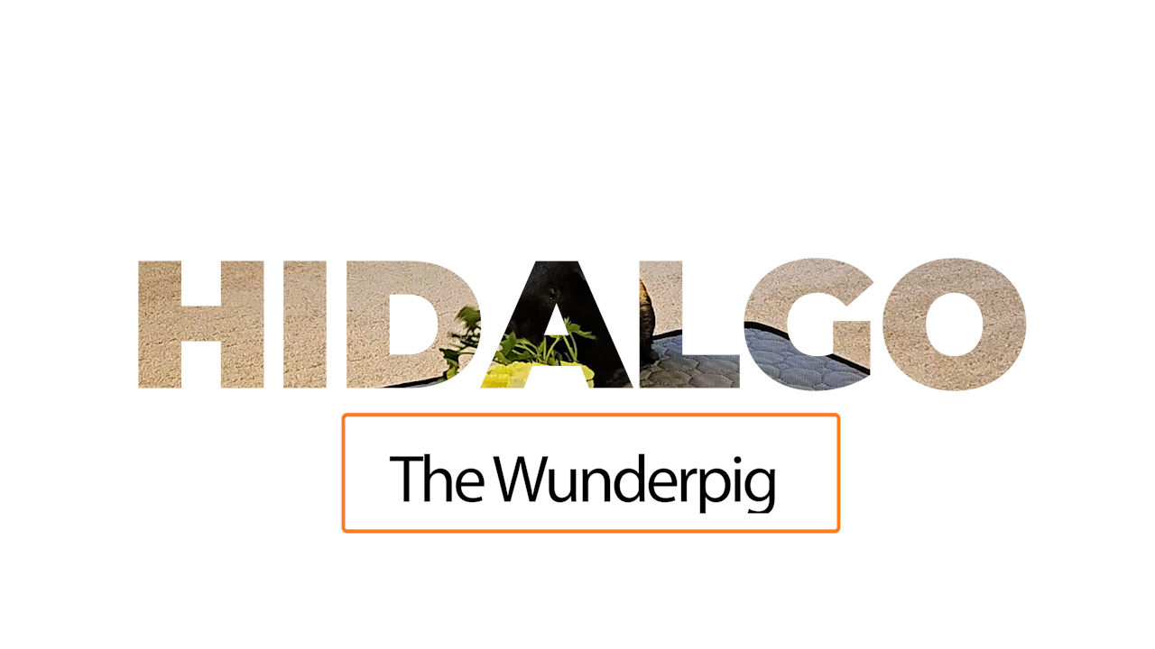 Text reads "Hidalgo the Wunderpig"
